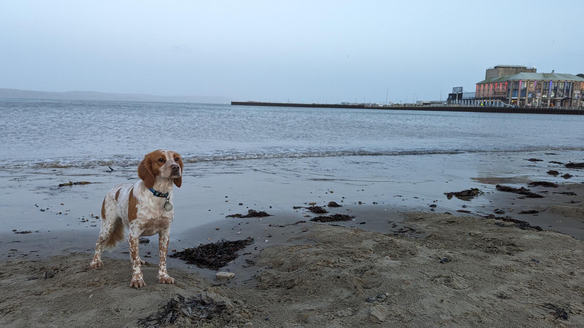 Suki on the beach